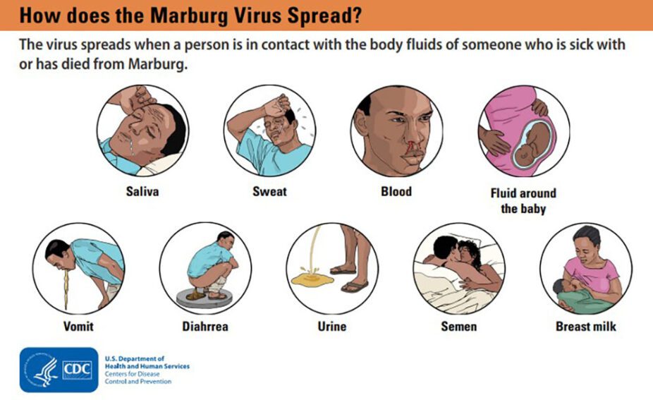 Fact Sheet: Facts on Marburghttps://www.cdc.gov/marburg/communication-resources/Facts-on-Marburg.html
