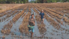 How climate change could affect half of global crops