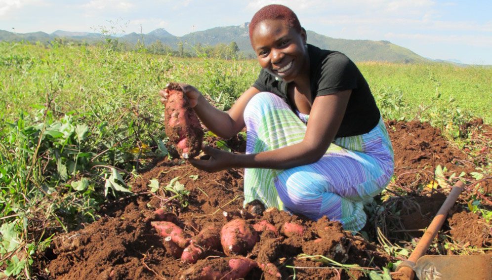 Africa University Agriculture student named Modester - harvesting sweet potatoes (https://www.flickr.com/photos/africauniversity/12368846684/)