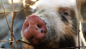 Philippines to roll out unproven swine fever vaccine