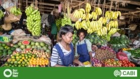 Debate: Food safety in Kenya