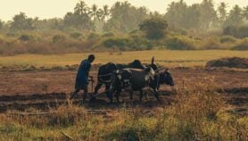 Crop loss deepens food insecurity across Africa