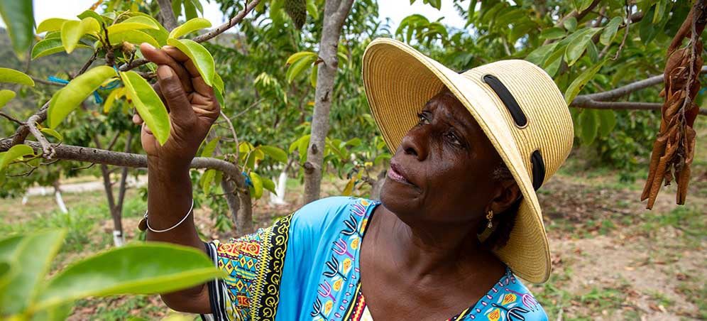 Laurel Williams works in her field Grenada, where she grows Sour Sop and other fruits.