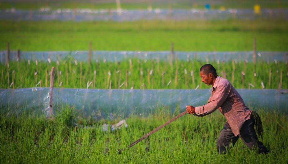 More climate-resilient, nutritious and productive rice varieties are needed.