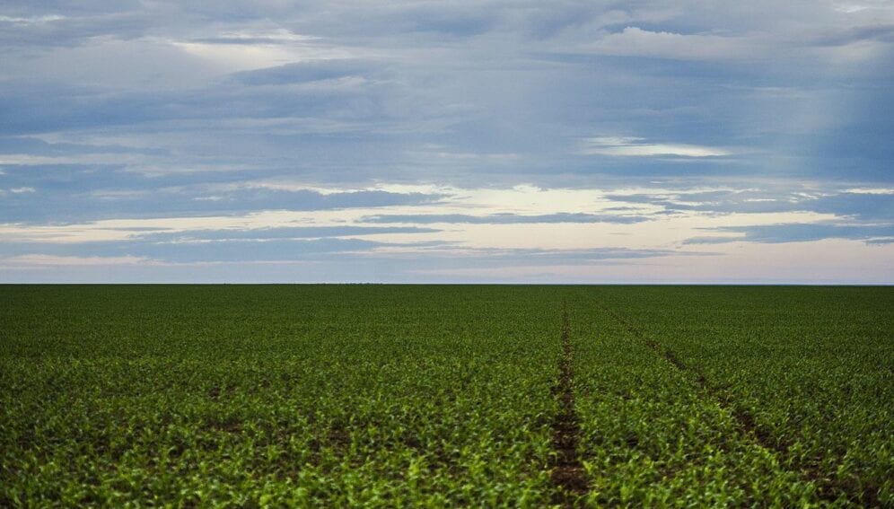 agricultura deforestacion1