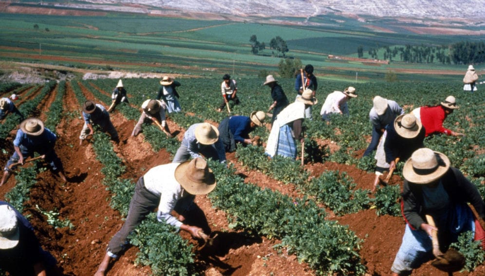 campos agricolas