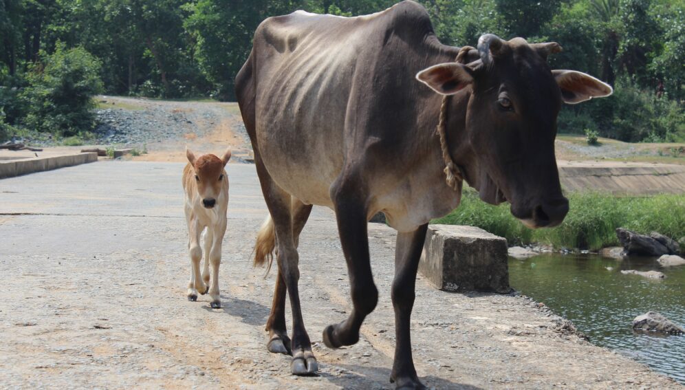cow-gc8db4622a_1920