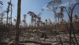 Global deforestation falls, but 2030 goal off track