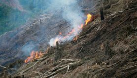 More than a half of Amazon rainforest damaged or felled