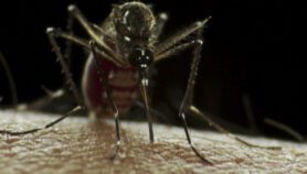 Indian Ocean temperature index signals dengue outbreaks