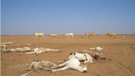 Code red for humanity, UN climate report warns