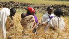 African female farmers clamour to be heard at COP27