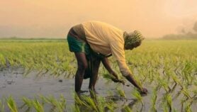 Climate, pests and pollution fuel crop losses across India