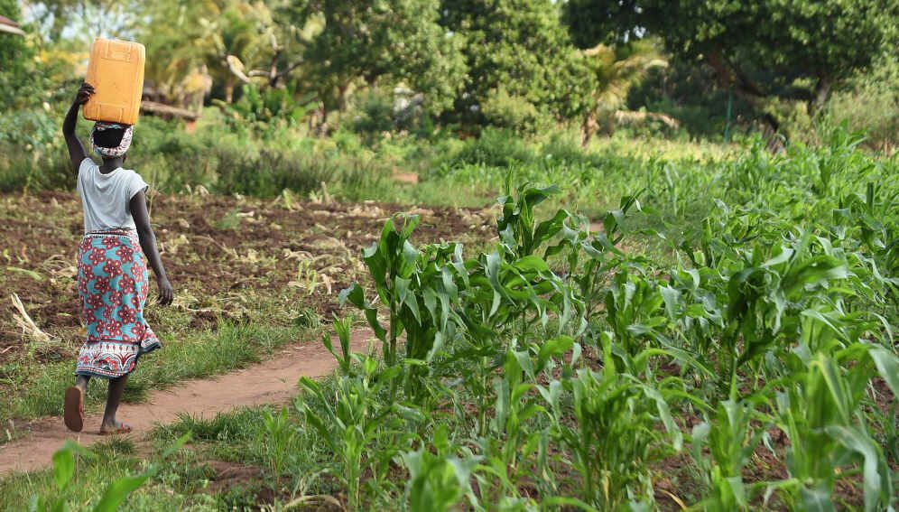 Farmer carrying water