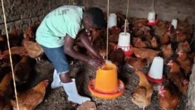 Farming pressures fuel Africa’s drug resistance crisis