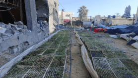 Seeds sown among Gaza rubble offer hope of food