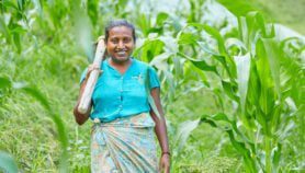 COP28: countries promise action on food and farming