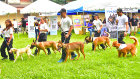 Pet dogs to the rescue amid Philippines earthquake risk