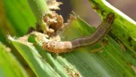 Iran faces new threat as fall armyworm targets crops