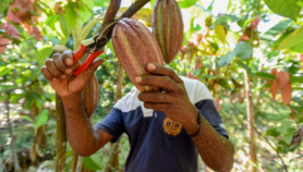 Extreme rainfall main climate threat to cocoa yields—study