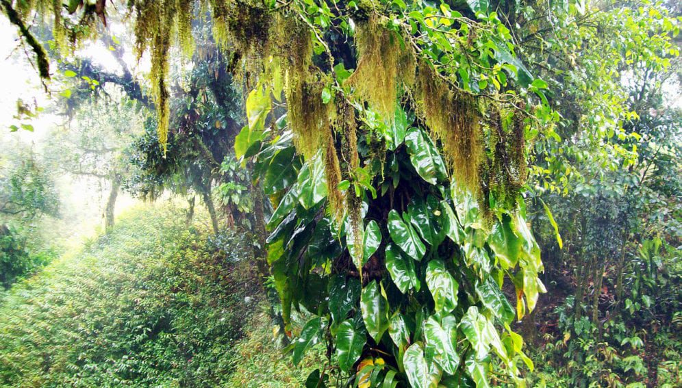 mata atlantica 1