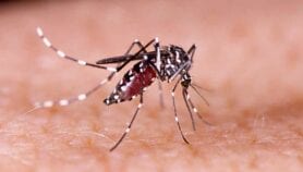 Mosquito