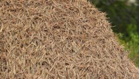 Turning pine needles from fire risk to renewable fuel