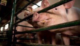 Pigs in a pen. (Pixabay)