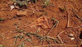 Plastic debris in soil aids growth of dangerous fungi