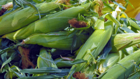 Push-pull tech âcontrols pests, increases maize yieldsâ