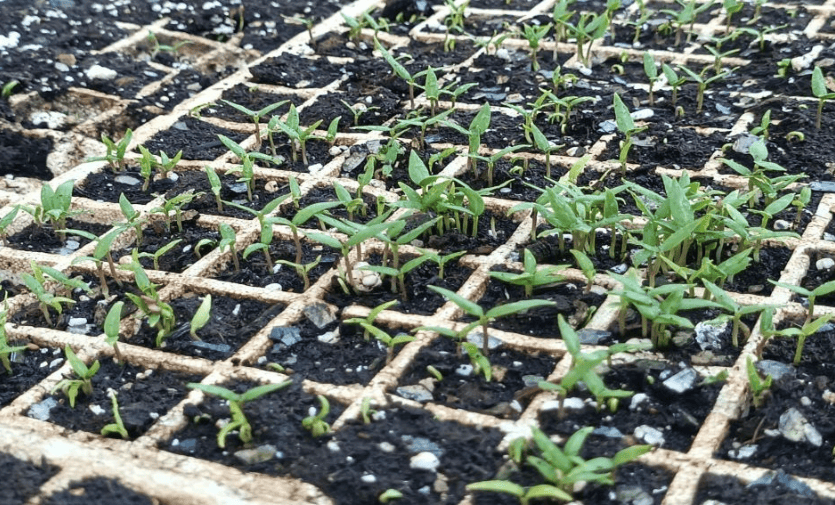 Seeds sown among Gaza rubble offer hope of food