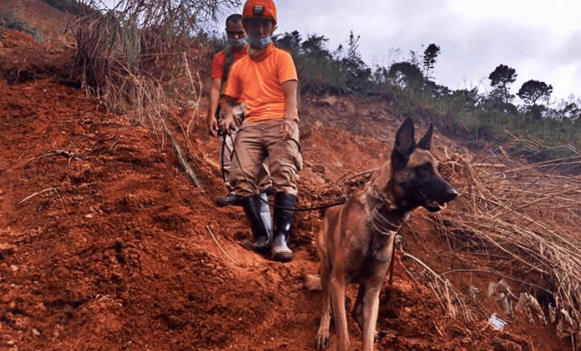 Pet dogs to the rescue amid Philippines earthquake risk
