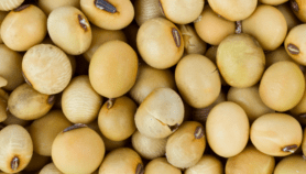GM food crops yet to crack India’s vast farms