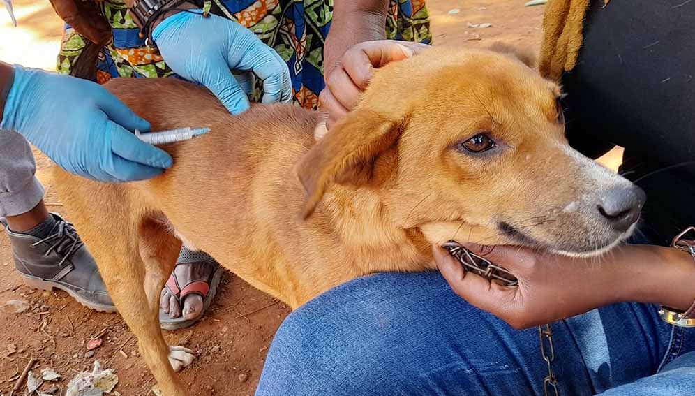 Dog vaccines and cold-chain innovations propel Tanzania towards 2030 rabies elimination goal.