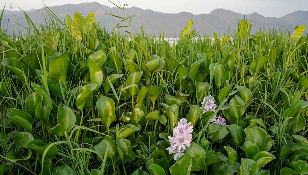 waterhyacinth_MAIN