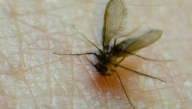 Ancient parasite remains a modern scourge