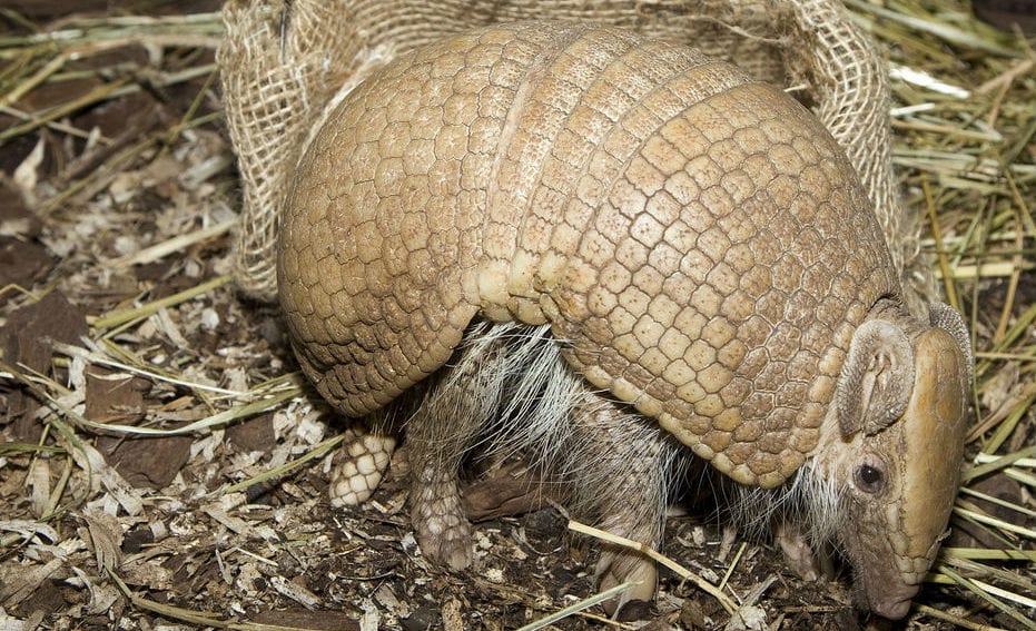 Armadillo in Brazil.jpg
