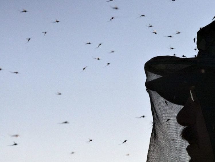 researcher wears mosquito net