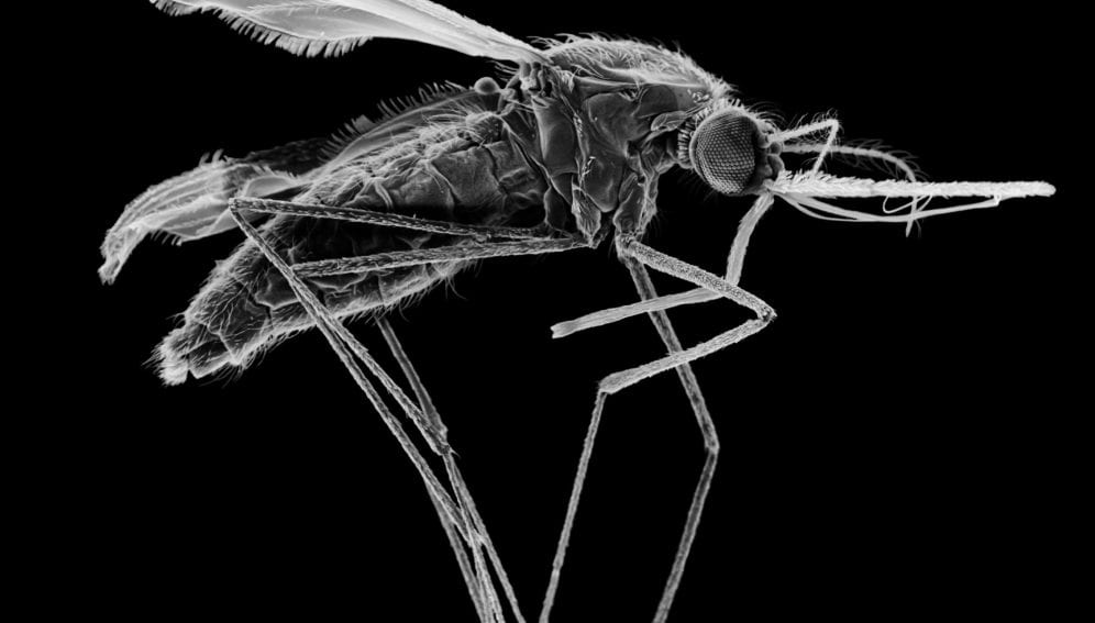 Anopheles stephensi