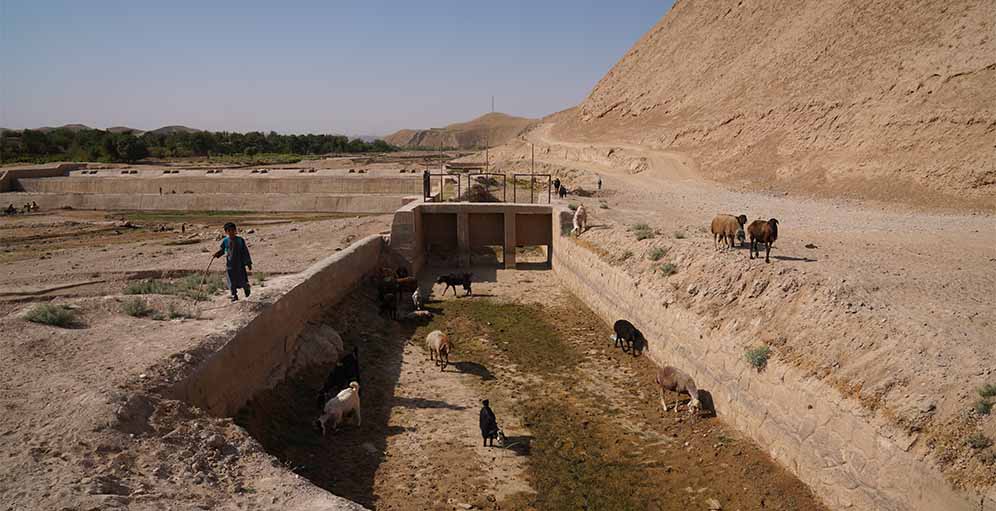 AFGHANISTAN 2025. Worsening drought and the increasing strain of water collection 08 July 2025. Shirin Tagab district, Faryab province, Afghanistan. A herd of sheep and goats searching for water in a dried-out canal. Water sources like this are essential for farming, livestock and daily life, but their depletion is placing increasing strain on local communities and on agricultural activities. 08/07/2025 Country or Territory Afghanistan Credit ©FAO/Hashim Azizi