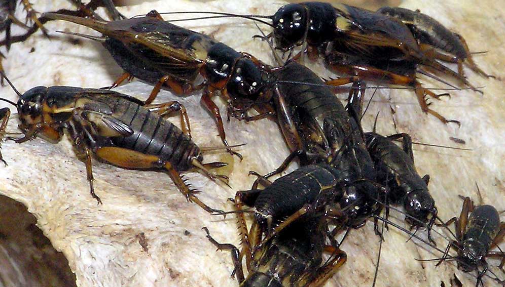 African Field cricket Gryllus bimaculatus at Bristol Zoo, Bristol, England. Photographed by Adrian Pingstone in February 2005 and released to the public domain.