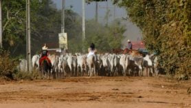 Latin American cattle block road to Paris goals