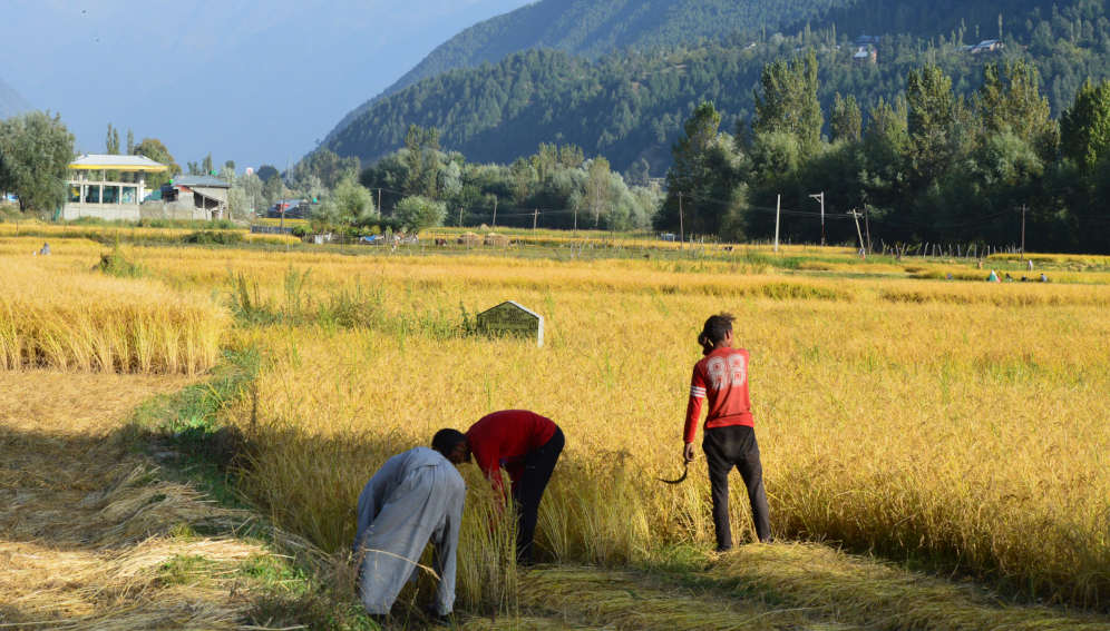 Indian farmers harvesting paddy.