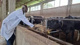 Can climate-smart feed cut livestock methane?