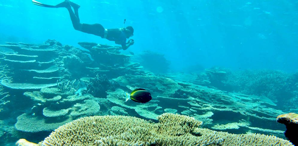 Researcher diving in the Palmyra Atoll. Photo courtesy of Dr. Cody ClementsResearch Scientist School of Biological Sciences Georgia Institute of Technology, Atlanta
