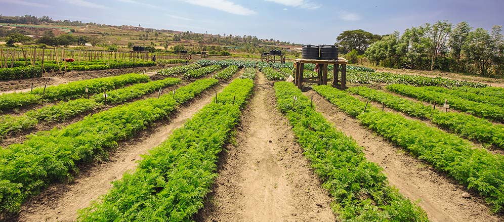 Smallholder farmers are also benefiting from climate-resilient varieties of cabbages, broccoli, cauliflower, carrots, and peppers, which are being sold in local markets 