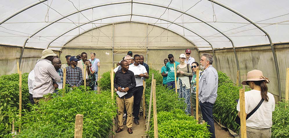 Inside a greenhouse. Climate-resilient seed project sees vegetable crops thrive in Rwanda.