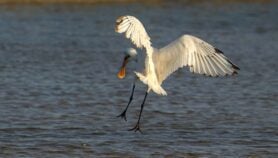Boko Haram conflict zone hides huge bird haven – study