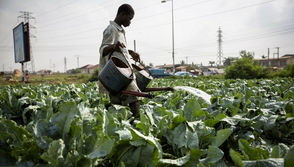 Urban farming in Ghana
