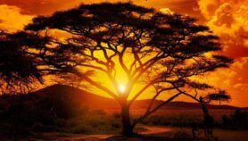 El Niño early action urged as extreme weather looms